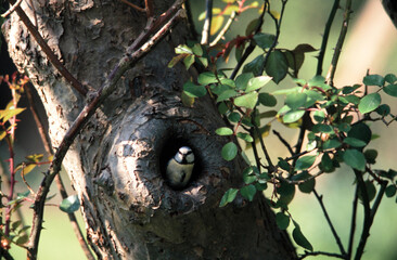 Blue Tit in Apple Tree