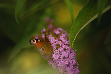 Sommerflieder mit einem Schmetterling.