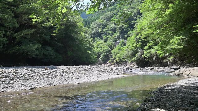 夏の田舎の川のイメージ　とてもきれいな渓流沿いの動画