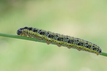 Chenille de la Piéride du chou (Pieris brassicae)
