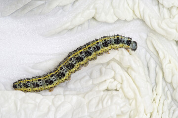 Chenille de la Piéride du chou (Pieris brassicae)