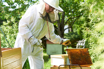 Beekeeper working among beehives in a rural area