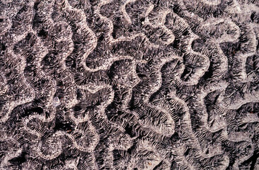 Coral Close up
