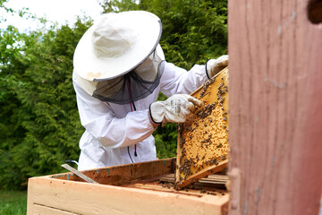 Man in protective suit taking honey from a panel of an artificial bee hive