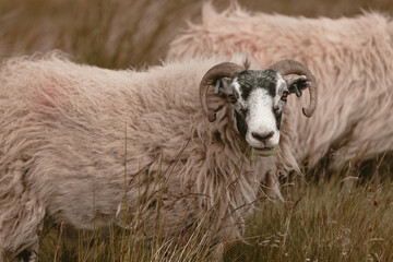 The sheep graze in the hills