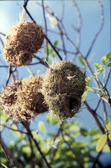Weaver bird nests