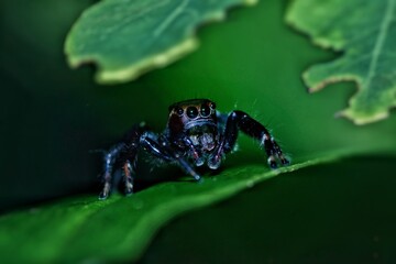 Jumping Spider On Leaf