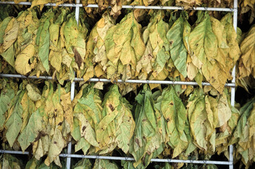 Drying tobacco