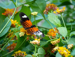 Doris Longwing in Exotic Butterfly Garden in Pine Mountain Georgia.
