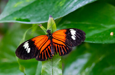 Doris Longwing in Exotic Butterfly Garden in Pine Mountain Georgia.