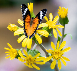 Leopard Lacewing Butterfly was taken in an exotic butterfly garden at Pine Mountain Georgia.