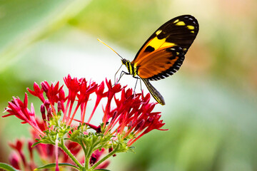 Red Lacewing Butterfly at an exotic butterfly garden in Pine Mountain Georgia.