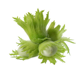 Green hazelnut nuts isolated on white background. Fresh green unripe fruits of common hazel. Corylus avellana.