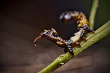 Macro Of A Caterpillar
