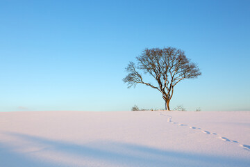 Winter tree on the field. Nature background.