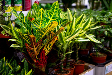 Croton plant with red-green leaves close-up against the background of other deciduous plants. Sale in a flower shop. The background is made of natural wood. Beautiful indoor plants.