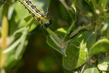 Detail of a caterpillar on a buxus leaf.