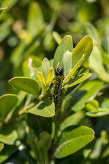 Detail of a caterpillar on a buxus leaf.