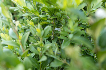 Detail of a caterpillar on a buxus leaf.