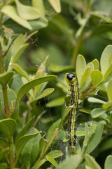 Detail of a caterpillar on a buxus leaf.