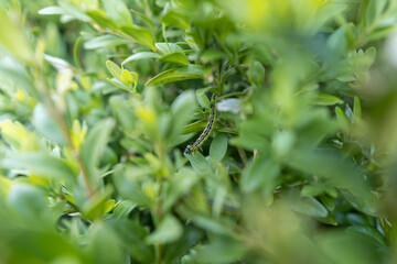 Detail of a caterpillar on a buxus leaf.