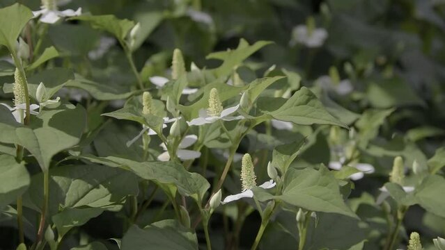 ドクダミの花