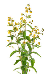 Loosestrife bush with flowers, isolated on white background. Lysimachia vulgaris. Herbal medicine. Clipping path.