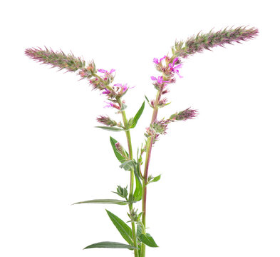 Purple loosestrife twig with flowers, isolated on white background. Lythrum salicaria. Herbal medicine. Clipping path.