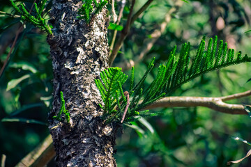 Firs are a genus of 48–56 species of evergreen coniferous trees in the family Pinaceae. They are...