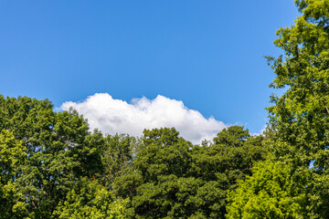 Obraz premium sky with cloud above trees