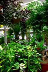 Seedlings of trees, shrubs and evergreens in a plant store or nursery. Sale of young plants for the interior of the house