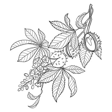 Bunch of outline Buckeye or Horse chestnut flower, fruits and leaf in black isolated on white background. 