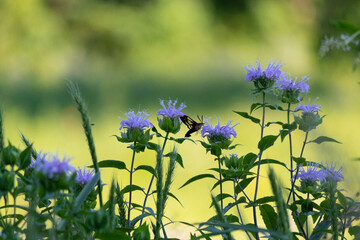 Pretty clearwing hummingbird moth sniffing the flowers and helping to pollinate. Found in a wildflower meadow.