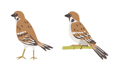 Obraz premium Sparrow as Brown and Grey Small Passerine Bird with Short Tail Perching and Standing Vector Set