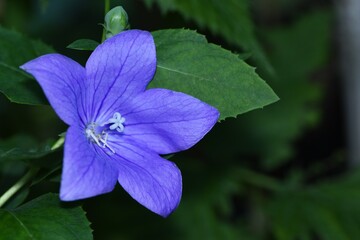 Rozwar wielkokwiatowy (Platycodon grandiflorus), odmiana Astra blue