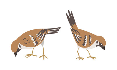 Sparrow as Brown and Grey Small Passerine Bird with Short Tail Standing Vector Set