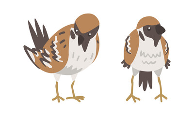 Sparrow as Brown and Grey Small Passerine Bird with Short Tail Standing Vector Set