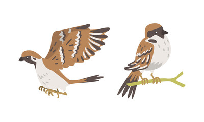 Sparrow as Brown and Grey Small Passerine Bird with Short Tail Perching and Flying Vector Set
