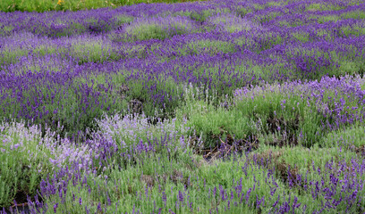 Lavender in bloom is fun to visit, and walk through the fields.  Fragrant too.
