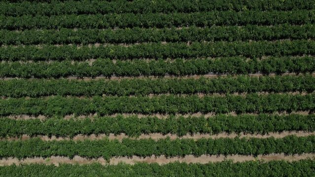 Drone-shot overhead footage shows sunny Palm Springs near Los Angeles, USA's California valley. Mountain in the distance