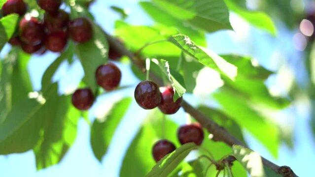 Picking ripe dark red cherries off cherry tree branch, close up selective focus