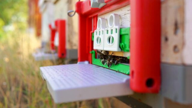 beekeeping and honeybee and agriculture and honey and honeyhive