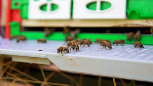 beekeeping and honeybee and agriculture and honey and honeyhive