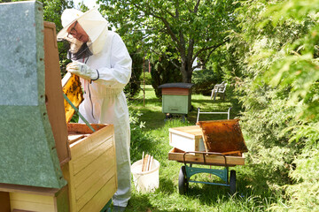 Beekeeper removing honey from an artificial hive