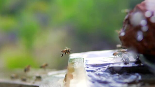 beekeeping and honeybee and agriculture and honey and honeyhive