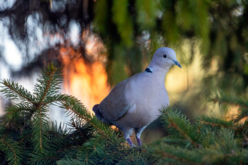 dove on a branch