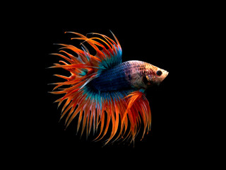 Fototapeta premium Crown Tail Betta, Siamese fighting fish, blue and orange coloured pla-kad ( biting fish) Thai betta isolated on black background with clipping path