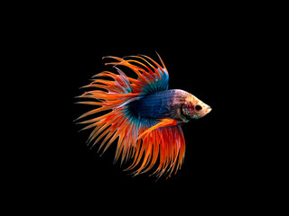 Fototapeta premium Crown Tail Betta, Siamese fighting fish, blue and orange coloured pla-kad ( biting fish) Thai betta isolated on black background with clipping path