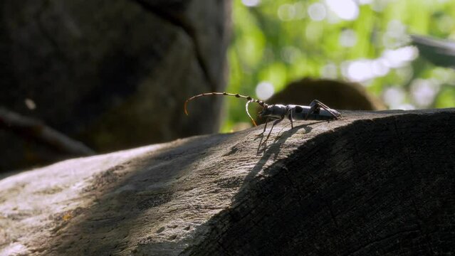 Alpine Longhorn Beetle Rosalia Alpina