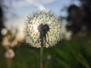 Sunlight shining through a white dandelion flower with blurred background